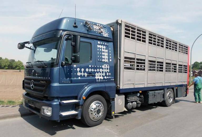 Транспортировка щенка автотранспортом из Чернигова в Киев